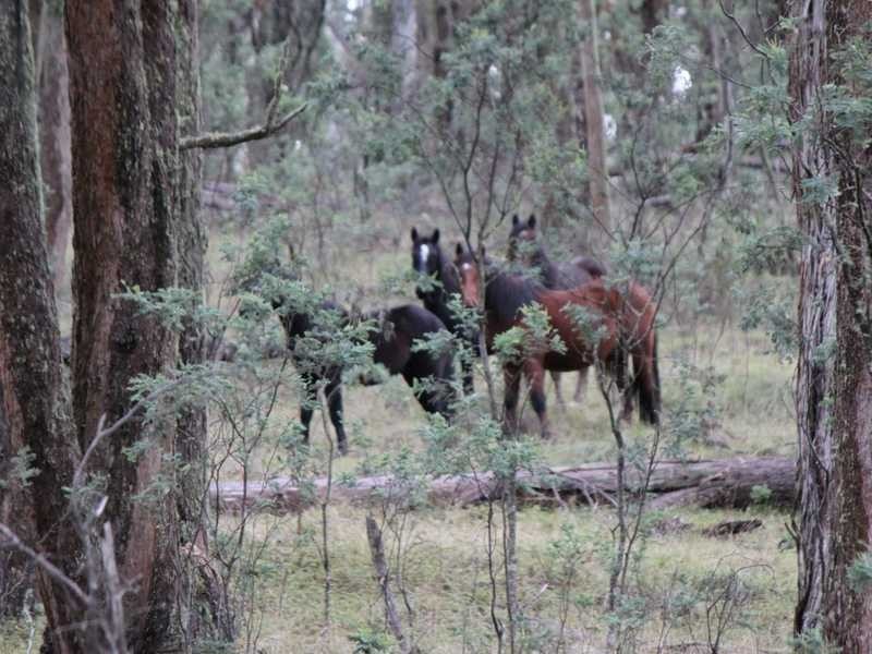 Lot 4 Moody’s Hill Road, Tumbarumba NSW 2653
