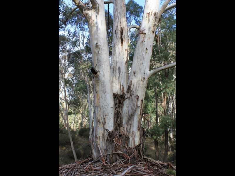 Lot 4 Moody’s Hill Road, Tumbarumba NSW 2653