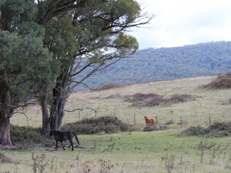 Lot 4 Moody’s Hill Road, Tumbarumba NSW 2653