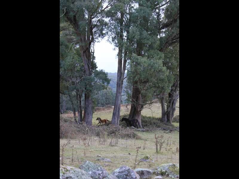 Lot 4 Moody’s Hill Road, Tumbarumba NSW 2653