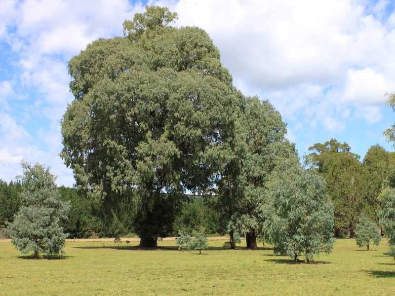 Lot 19 Lochinvah-Feeder Road, Laurel Hill NSW 2649