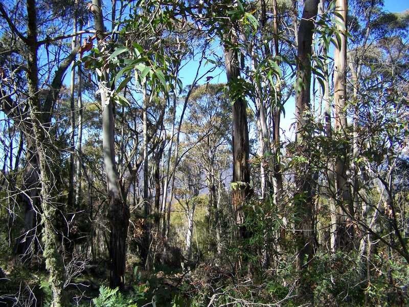 Lot 6 Moody’S Hill Road, Tumbarumba NSW 2653