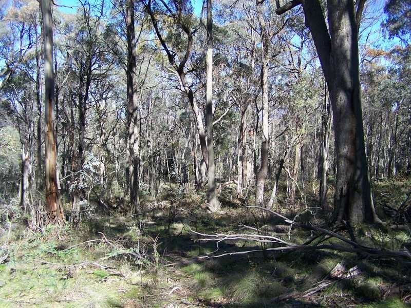 Lot 6 Moody’S Hill Road, Tumbarumba NSW 2653