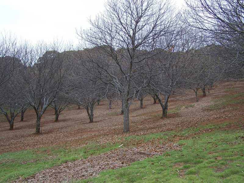 1420 Batlow Road, Tumbarumba NSW 2653