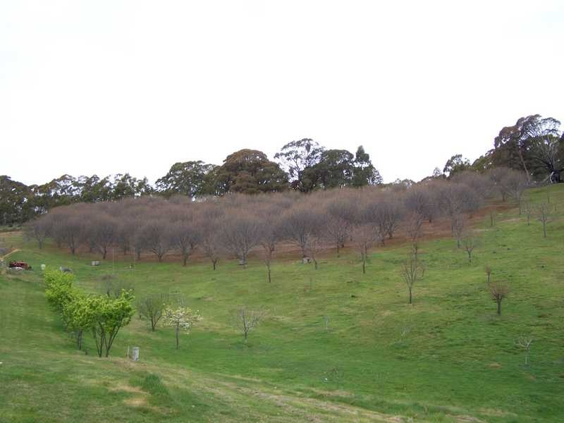 1420 Batlow Road, Tumbarumba NSW 2653