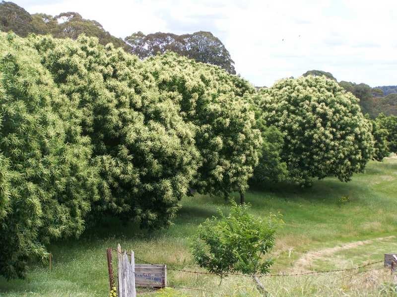 1420 Batlow Road, Tumbarumba NSW 2653