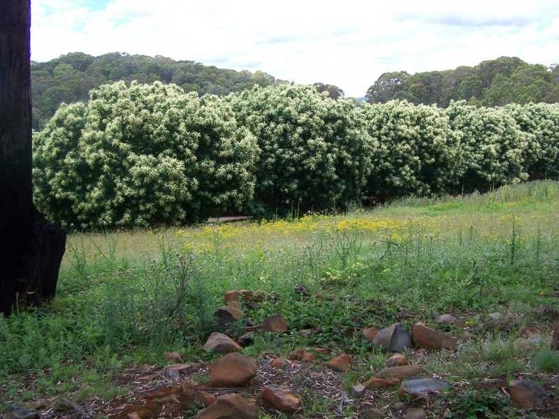 1420 Batlow Road, Tumbarumba NSW 2653