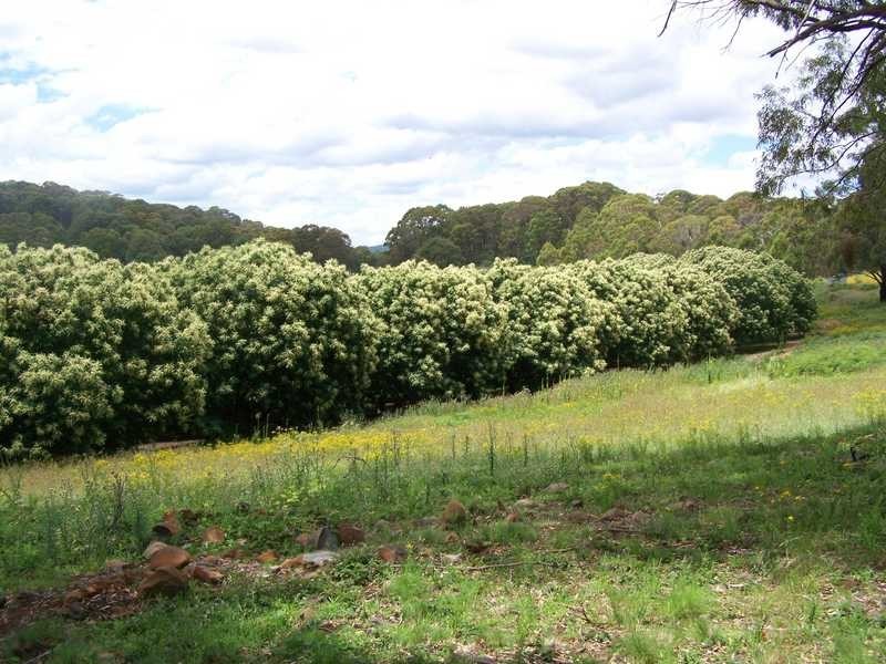 1420 Batlow Road, Tumbarumba NSW 2653