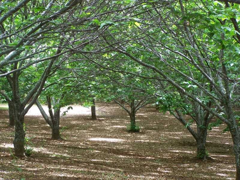 1420 Batlow Road, Tumbarumba NSW 2653