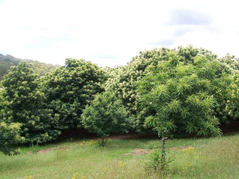 1420 Batlow Road, Tumbarumba NSW 2653