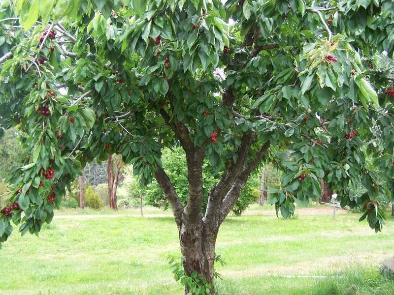 1420 Batlow Road, Tumbarumba NSW 2653