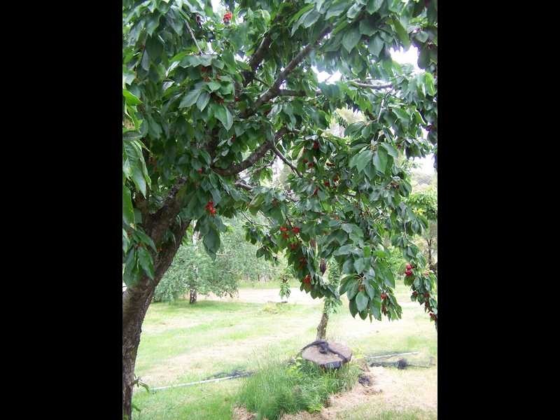 1420 Batlow Road, Tumbarumba NSW 2653