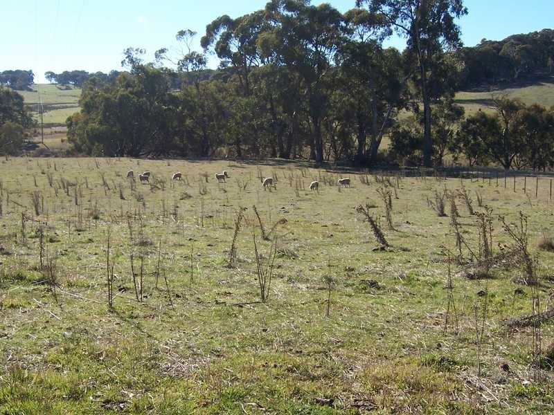 Lot 103 Albury Street, Tumbarumba NSW 2653