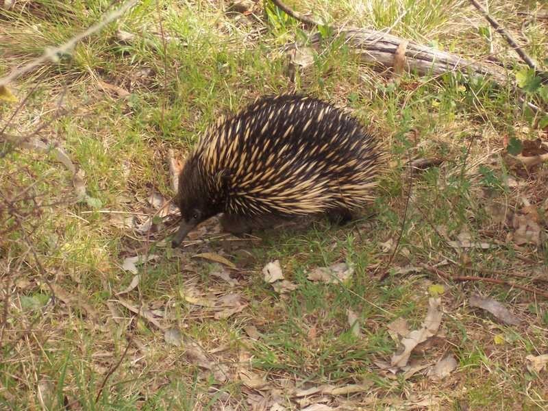 Lot 6 Elliot Way, Tumbarumba NSW 2653