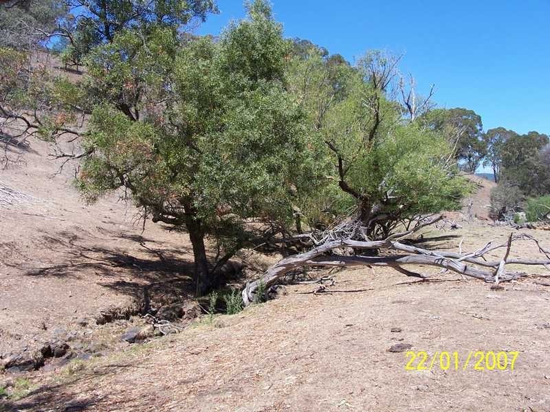 0 Walteela Road Mannus Valley, Tumbarumba NSW 2653