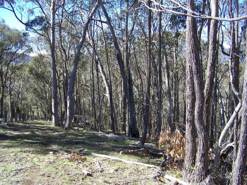 Lot 1 Elliot Way, Tumbarumba NSW 2653