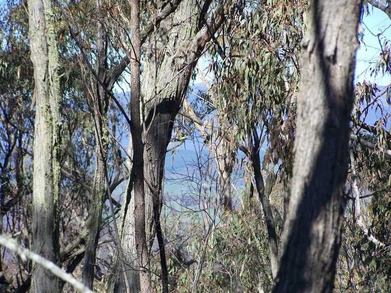 Lot 1 Elliot Way, Tumbarumba NSW 2653