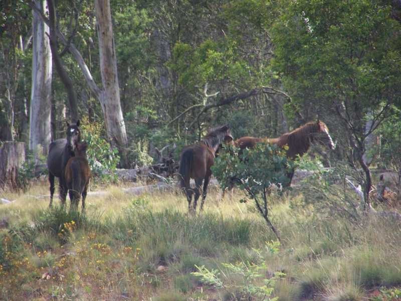 Lot 5 Bradleys Drive, Tumbarumba NSW 2653