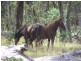 Lot 5 Bradleys Drive, Tumbarumba NSW 2653