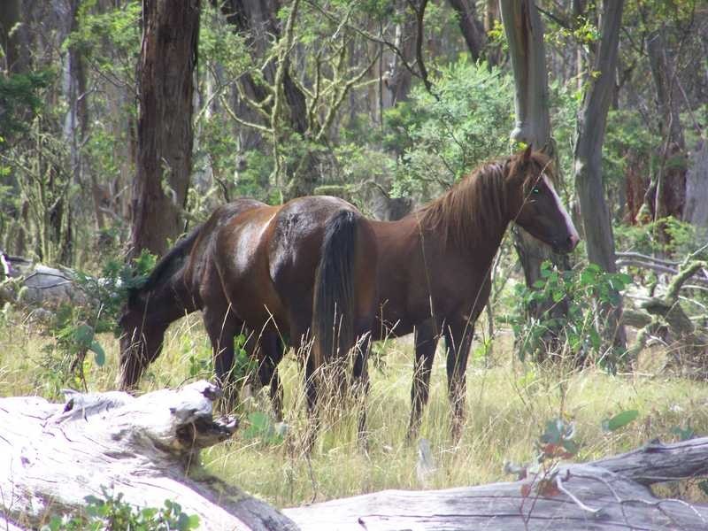 Lot 5 Bradleys Drive, Tumbarumba NSW 2653