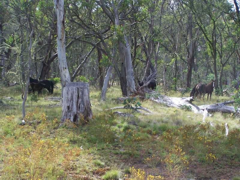 Lot 5 Bradleys Drive, Tumbarumba NSW 2653
