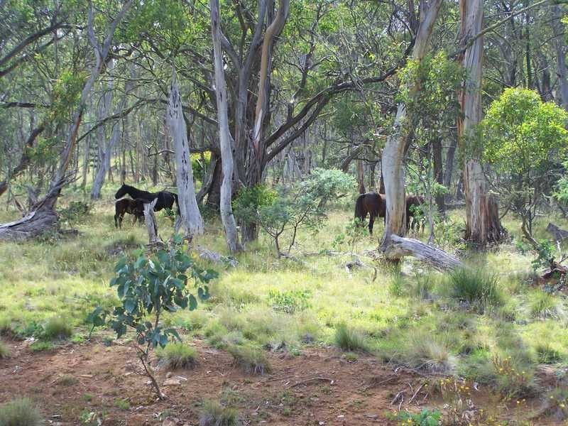 Lot 5 Bradleys Drive, Tumbarumba NSW 2653