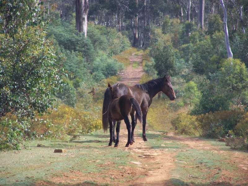 Lot 5 Bradleys Drive, Tumbarumba NSW 2653