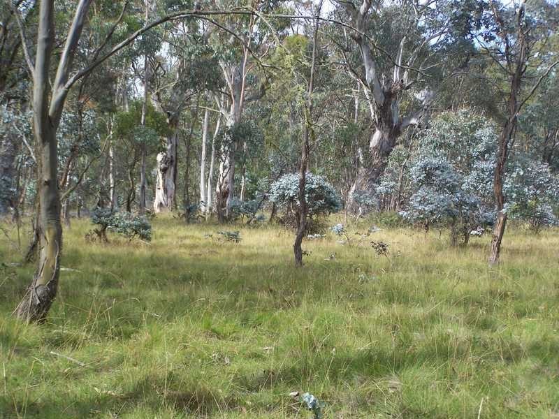 Lot 5 Bradleys Drive, Tumbarumba NSW 2653