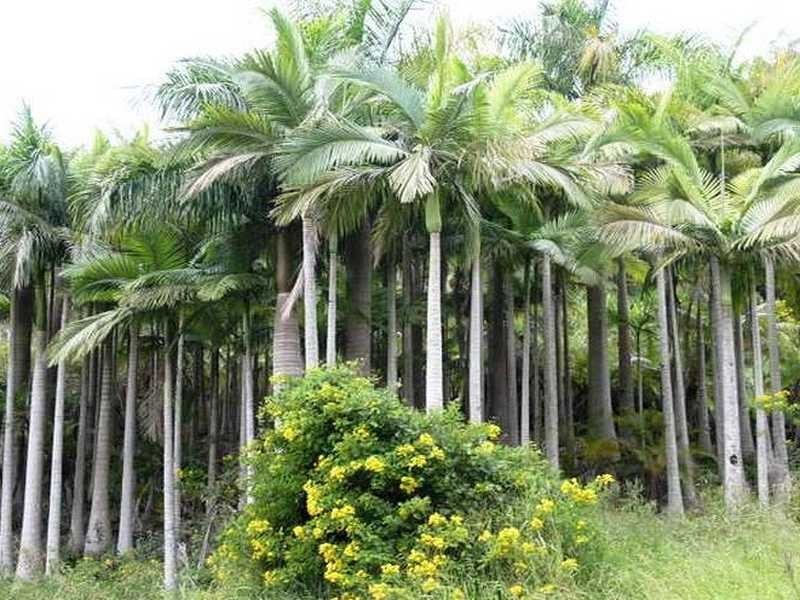 121 Golden Valley Rd, Bonogin QLD 4213