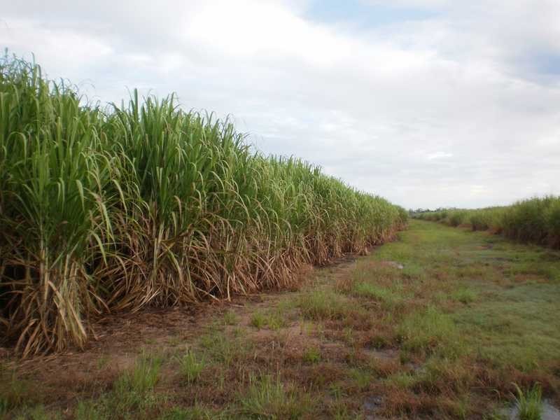 Mareeba QLD 4880