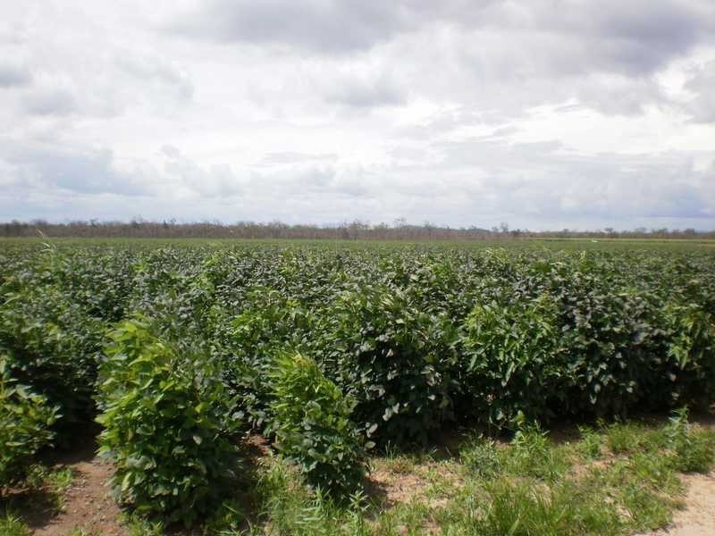 Mareeba QLD 4880