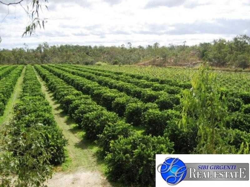 99 Leonardi Rd, Mareeba QLD 4880