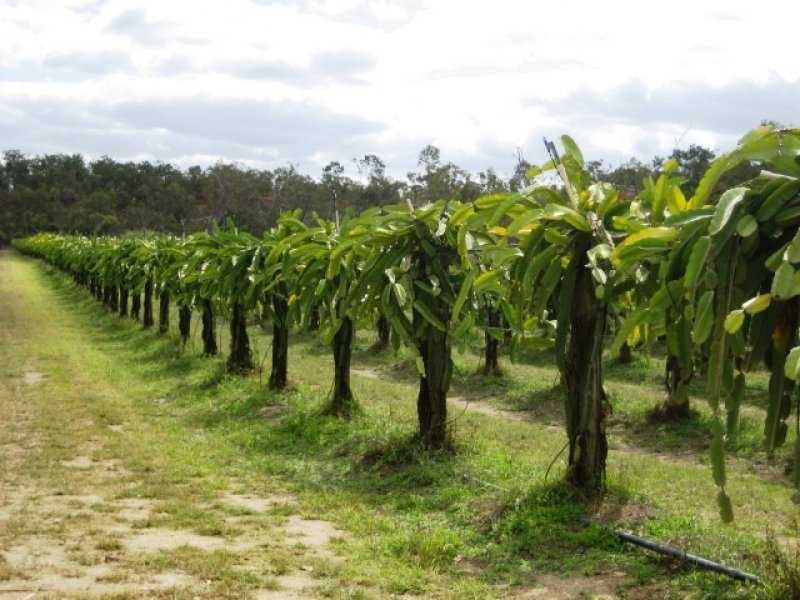 99 Leonardi Rd, Mareeba QLD 4880