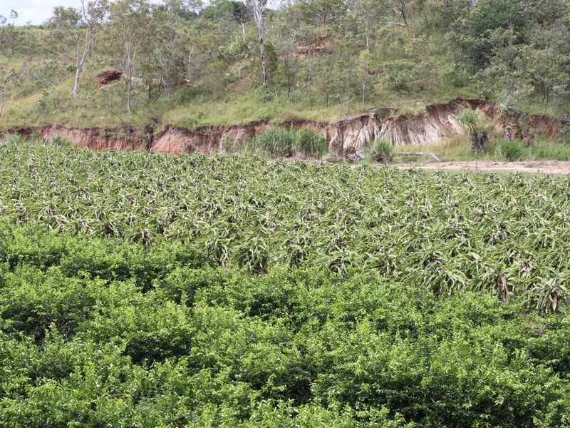 99 Leonardi Rd, Mareeba QLD 4880