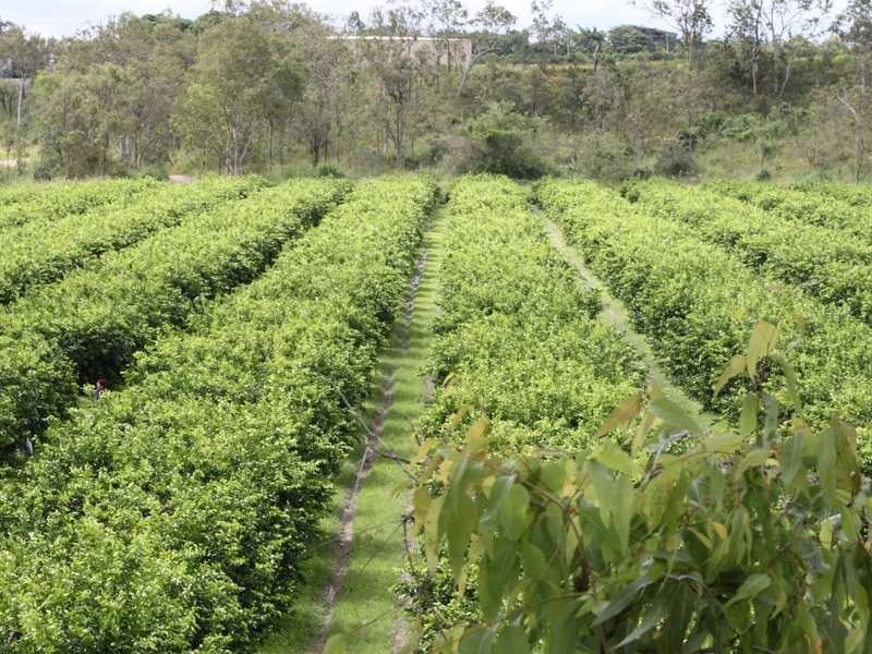 99 Leonardi Rd, Mareeba QLD 4880