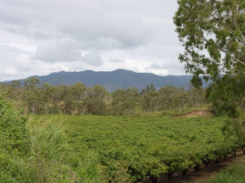 99 Leonardi Rd, Mareeba QLD 4880