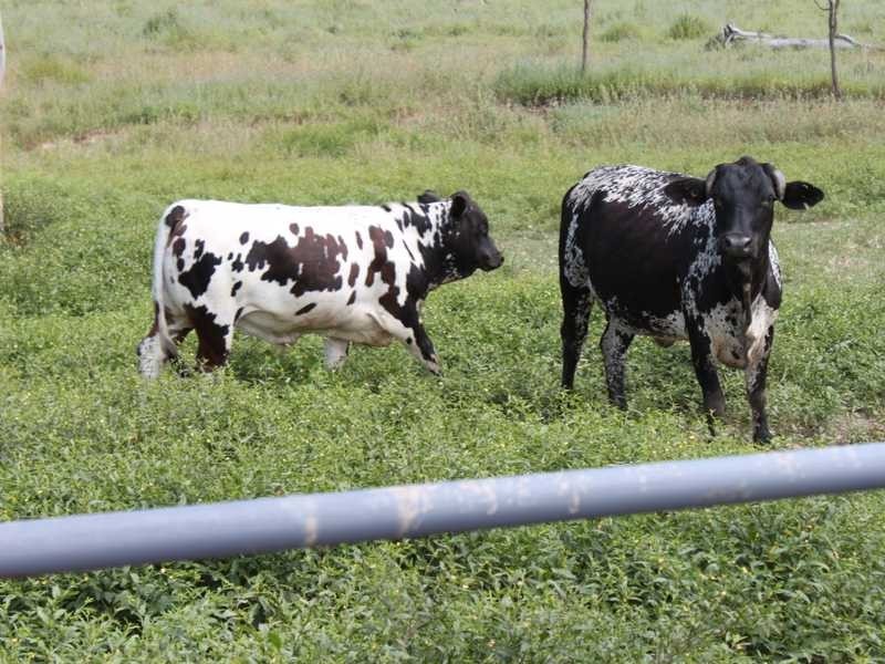 258 Braund Road, Dimbulah QLD 4872