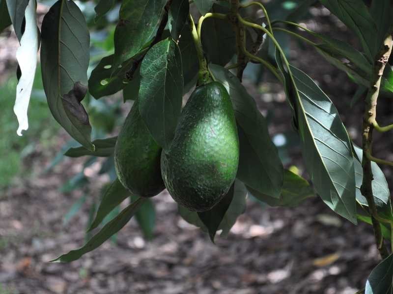 1509 Chewko Road, Walkamin QLD 4872