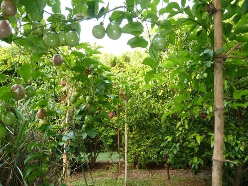 228 Walsh Street, Mareeba QLD 4880