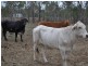 591 Bilwon Rd, Mareeba QLD 4880
