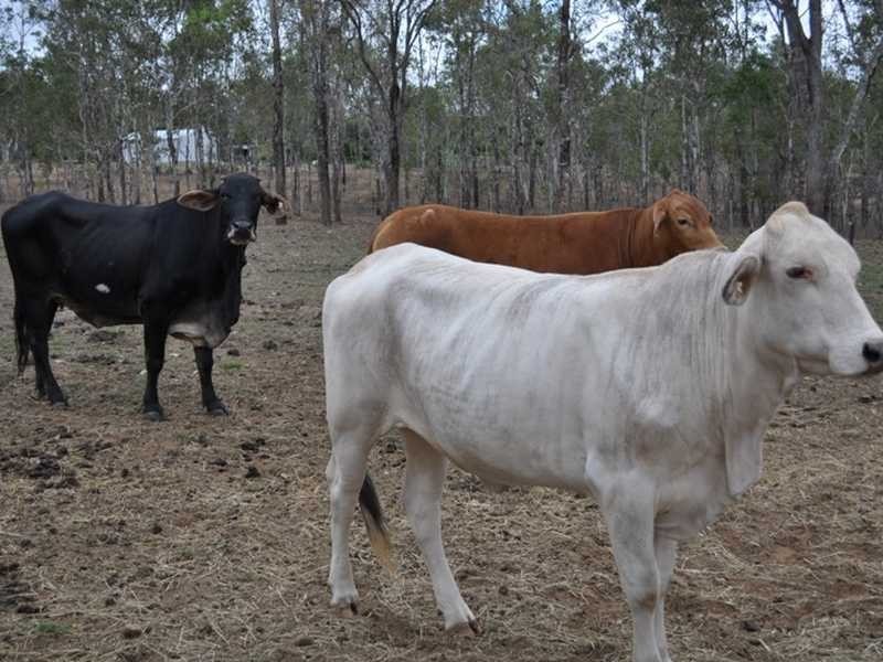 591 Bilwon Rd, Mareeba QLD 4880