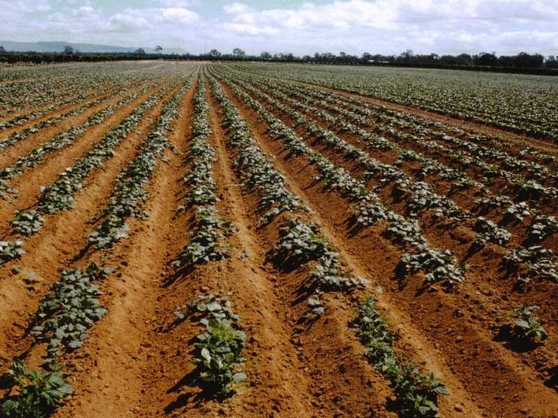 106 Wright Road, Mareeba QLD 4880