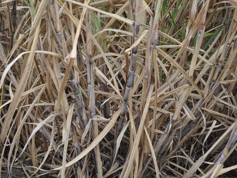 130 Leadingham Creek Road, Dimbulah QLD 4872