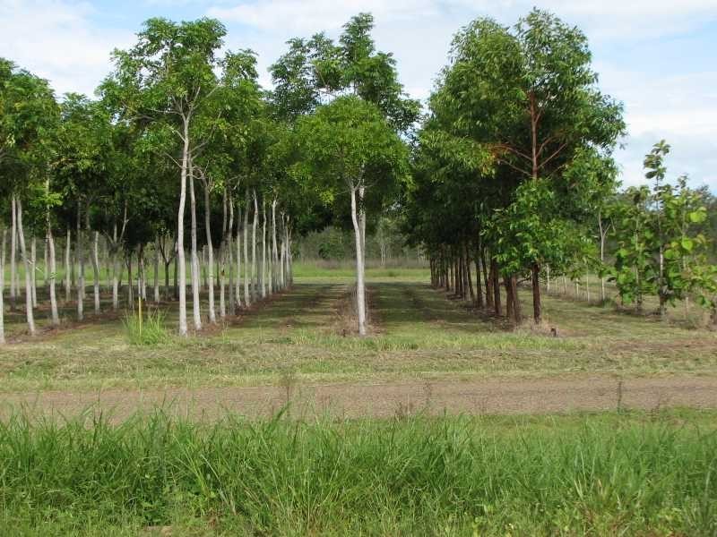 188 Fumar Road, Dimbulah QLD 4872