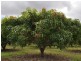 371 Malone Road, Mareeba QLD 4880