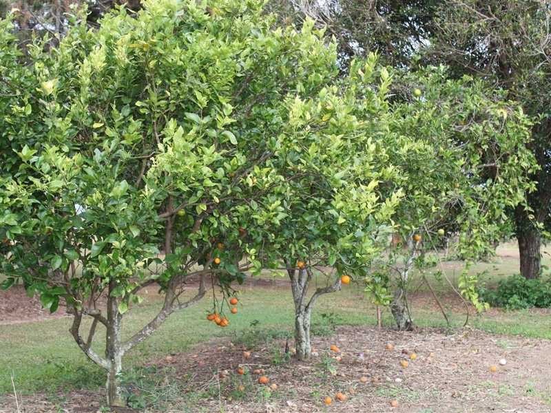 435 Bower Road, Arriga QLD 4880