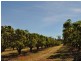 679 Springmount Road, Dimbulah QLD 4872