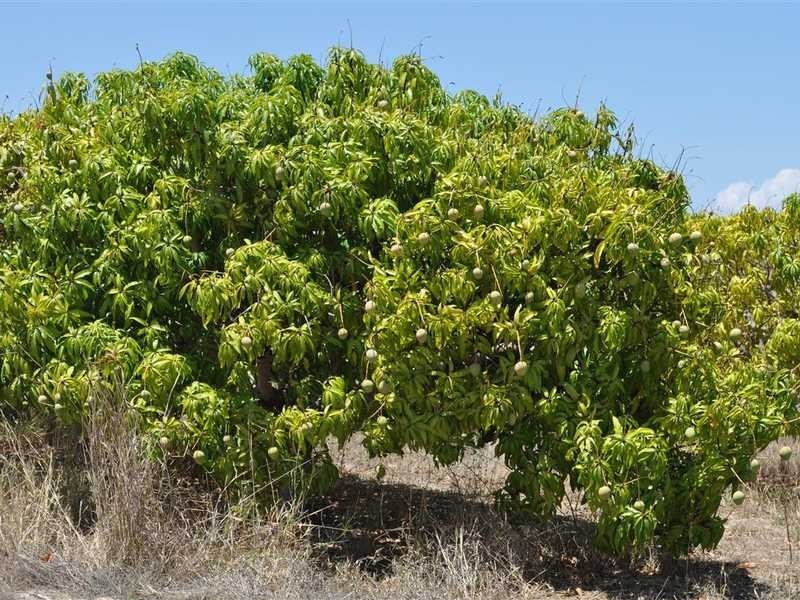 809 Leafgold Weir Road, Mareeba QLD 4880