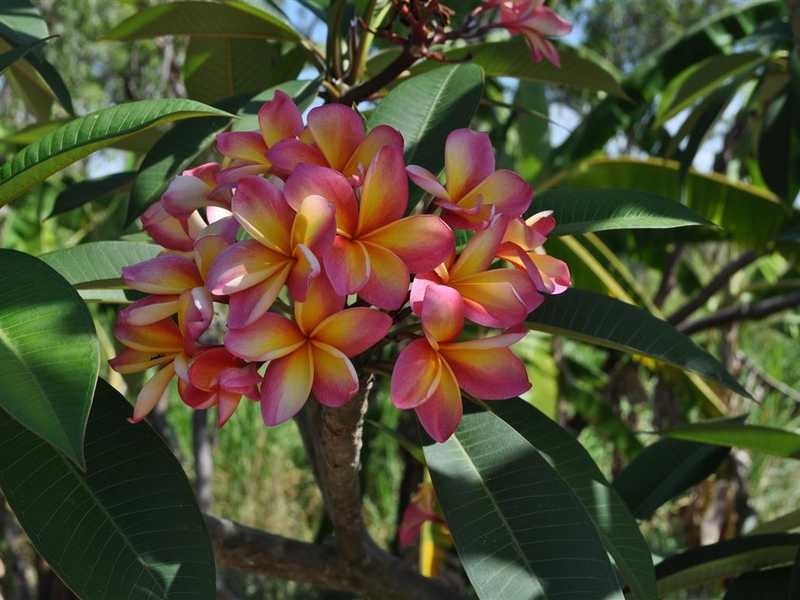 1077 Carmen Road, Mareeba QLD 4880