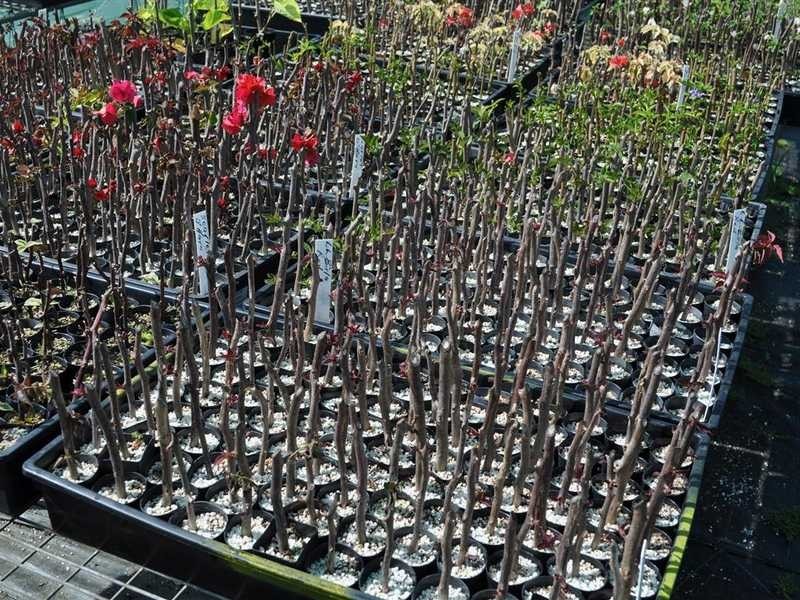 1077 Carmen Road, Mareeba QLD 4880